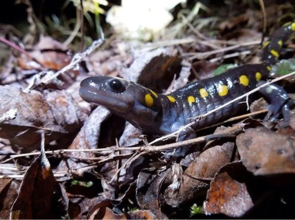 光合动物 二 斑点钝口螈by基粒类囊体 哔哩哔哩