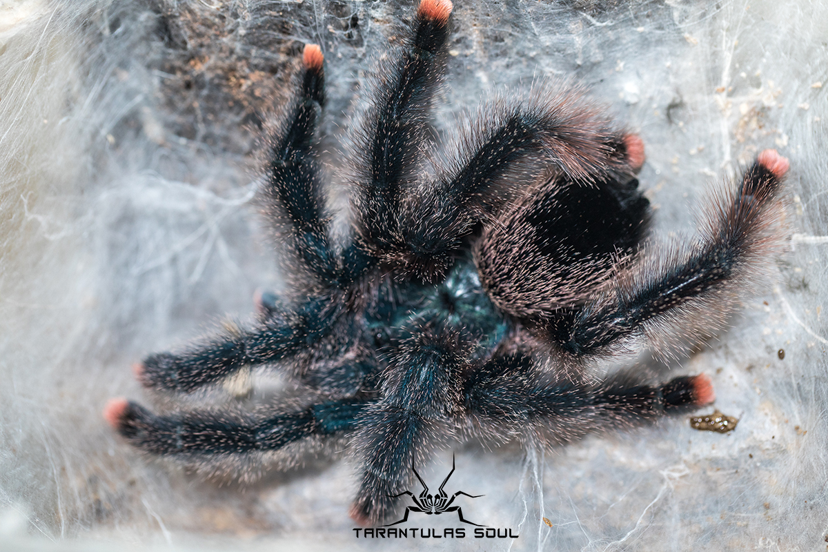 avicularia sp. kwitara river 圭亚那巨人粉趾