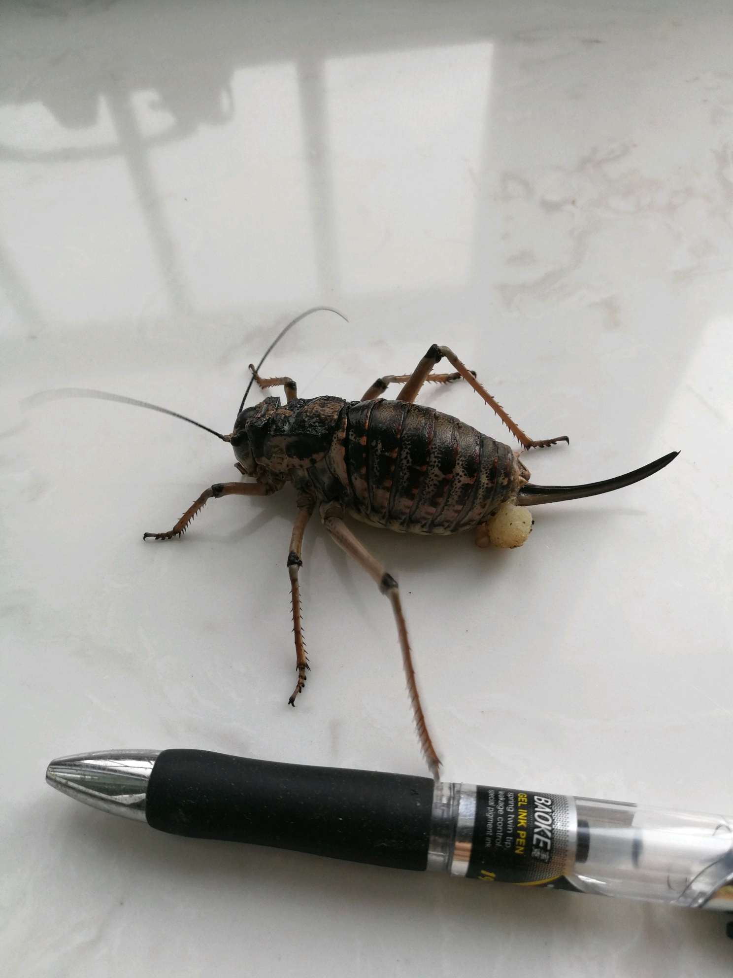 求助螽斯种类!拜托有认识的说一下!