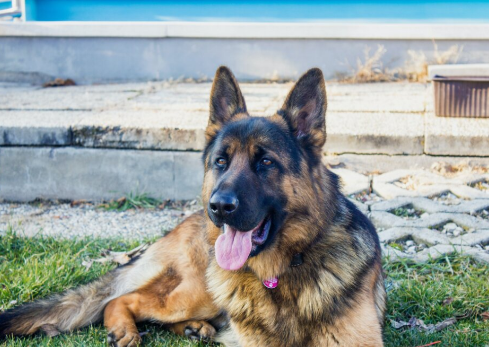 这5点太能"折磨"人,养狗可不是自找麻烦!