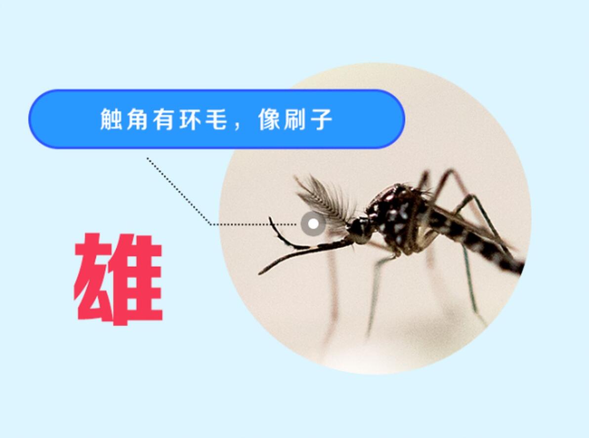 深度剖析蚊子微结构 | 肉眼如何分辨蚊子公母? - 哔哩哔哩
