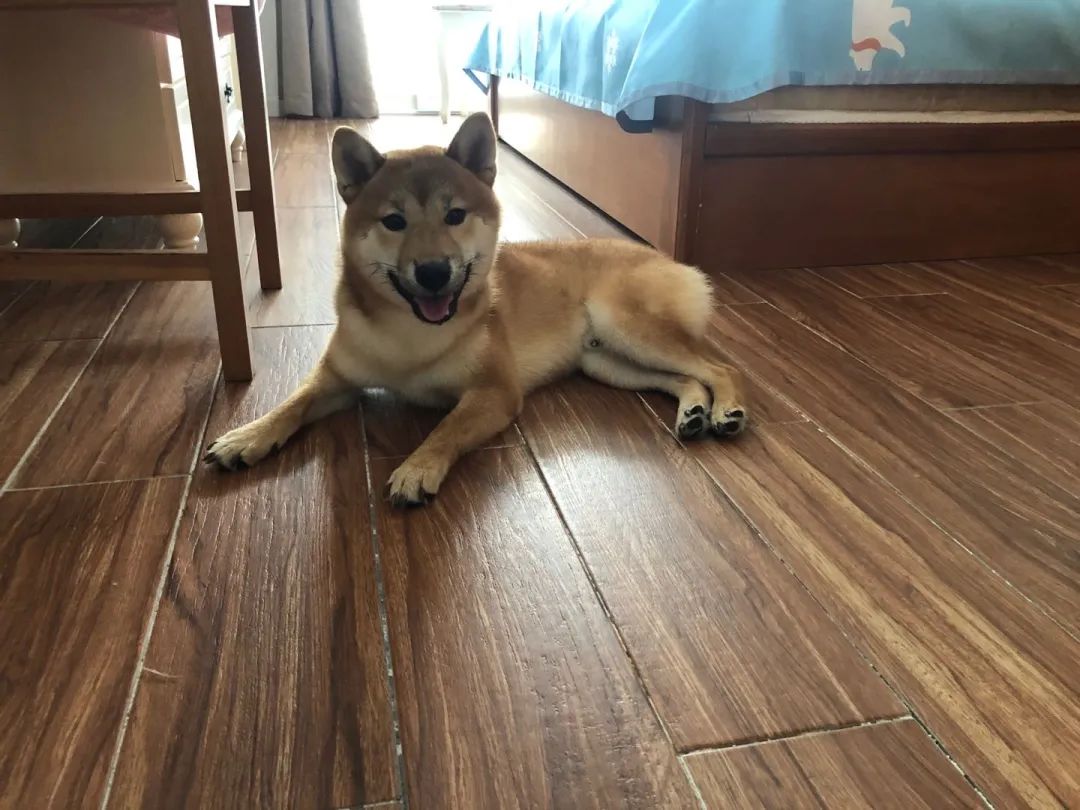 一只名叫可乐的柴犬,感觉成天都在傻乐