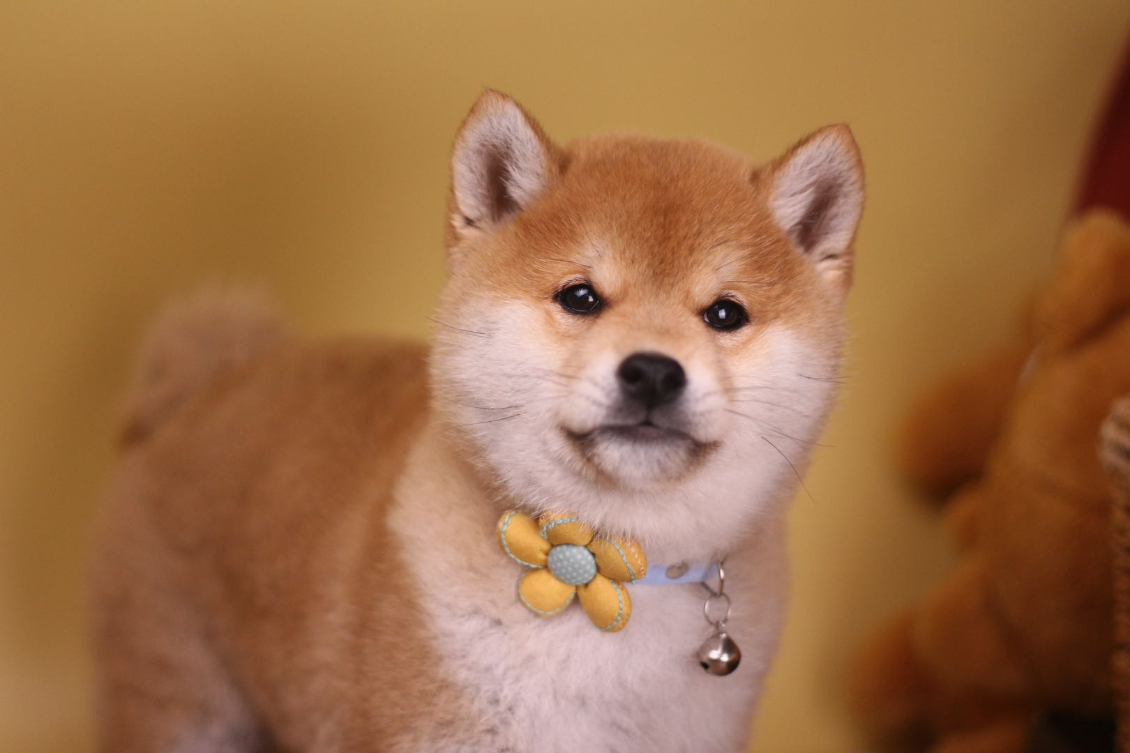 柴犬的价格是被炒高的?专家:放屁