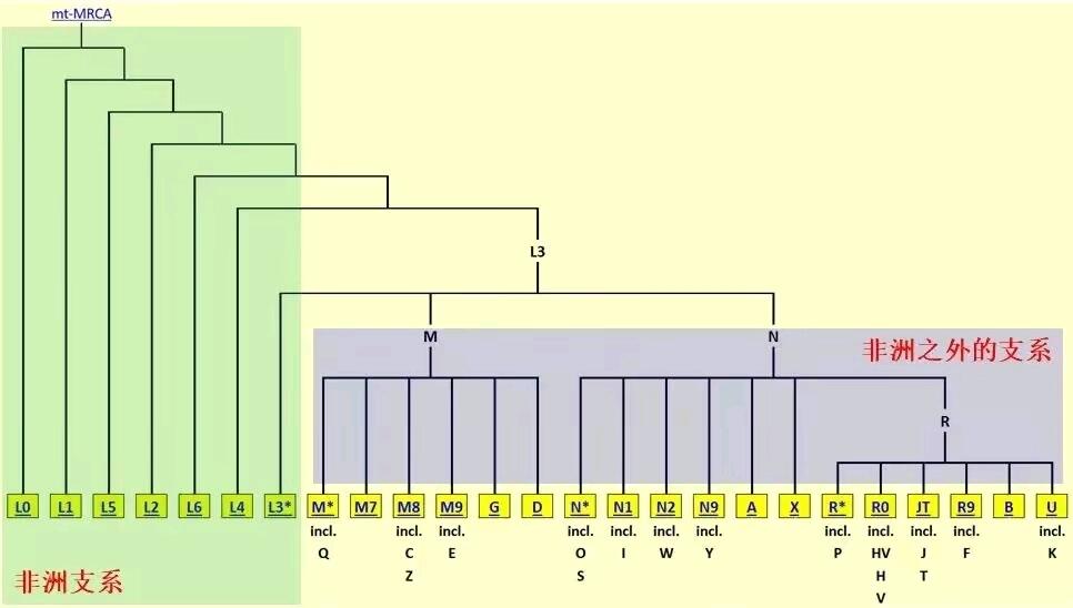 分子人类学基础入门五，母系单倍群介绍 - 哔哩哔哩