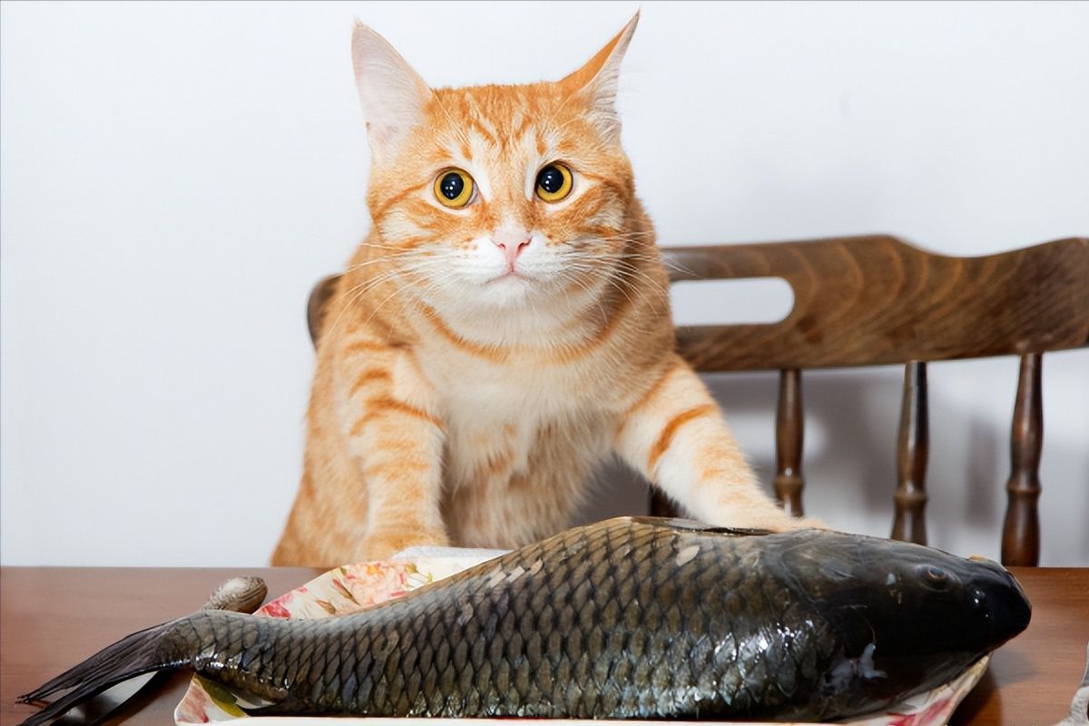 【动物吃播】猫猫吃一整条鱼_哔哩哔哩_bilibili