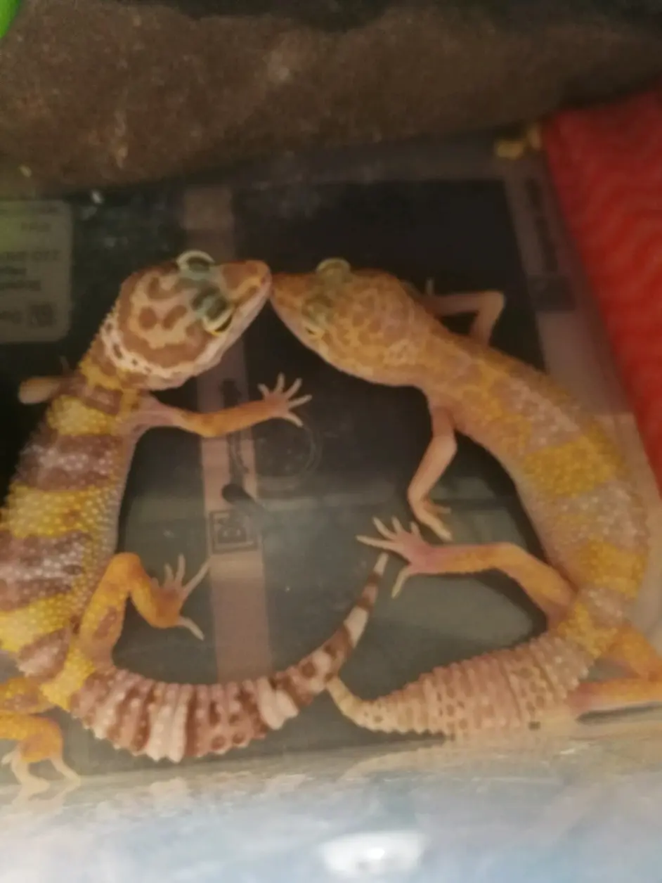 守宫长大了 哔哩哔哩