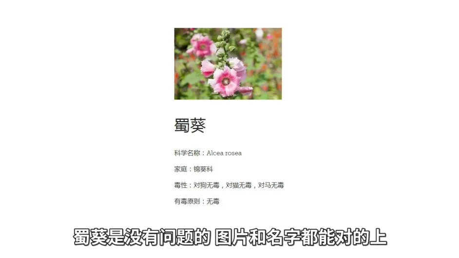 对猫有毒的植物 下篇 常见植物如何查询是否有毒 文字版 哔哩哔哩