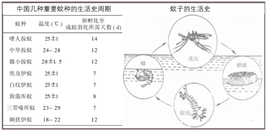 深度剖析蚊子微结构 肉眼如何分辨蚊子公母 哔哩哔哩