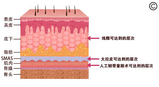 超声皮肤分层结构图图片