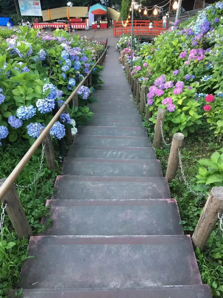 知道了紫阳花的花语 那你知道紫阳花的别名吗 哔哩哔哩