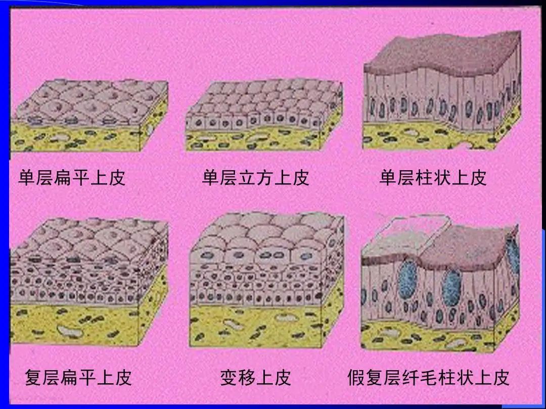 组织学与胚胎学(小结1) - 哔哩哔哩