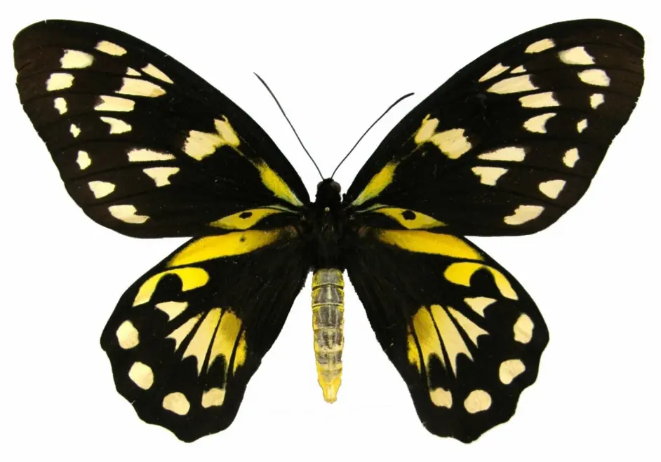 女王华胄 维多利亚鸟翼凤蝶 哔哩哔哩