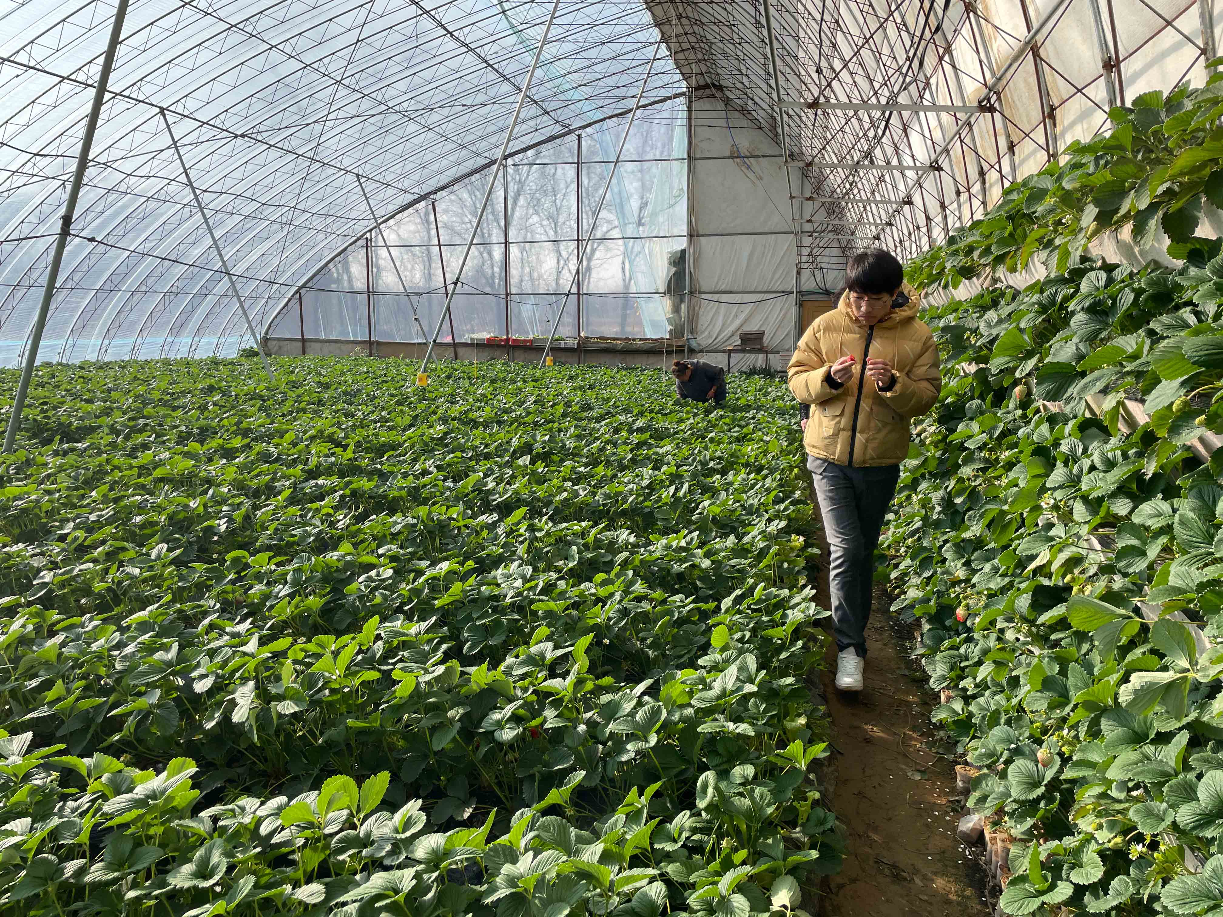 绿之洲：草莓结果期施肥方案_凤凰网视频_凤凰网