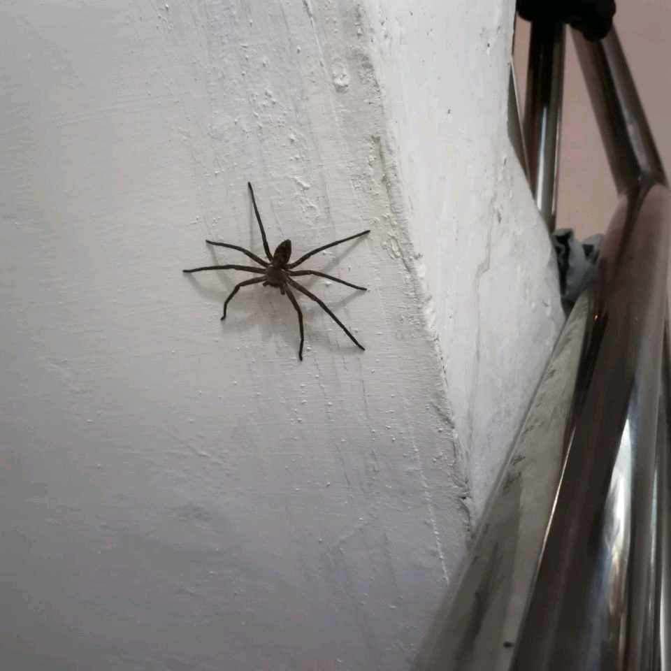 可爱的家内蜘蛛毛毛