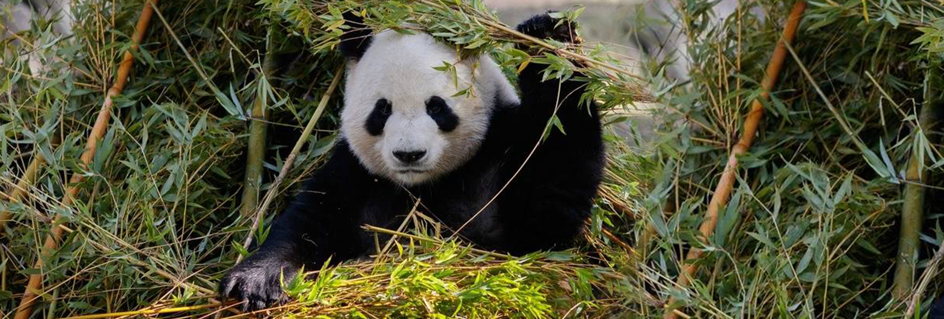 出生在西班牙的大熊猫这么多!
