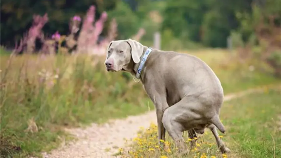 我的狗便秘严重太痛苦了 已经很多天没有排便了 到底怎么办 哔哩哔哩