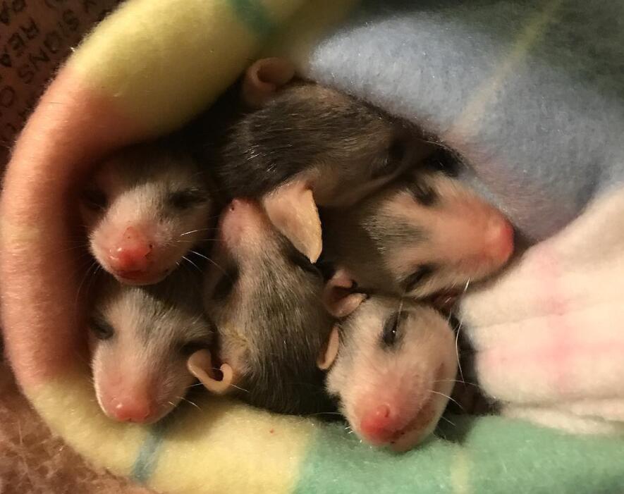 救了一只小松鼠放回大自然后, 它守了整整八年的约定