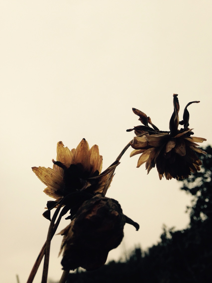 有花堪折直须折,莫待无花空折枝。