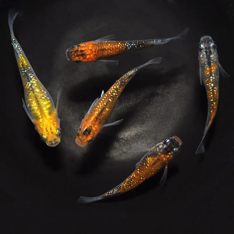 观背青鳉喂食人工饲料还是活饵比较好 推荐理由竟是这个 哔哩哔哩