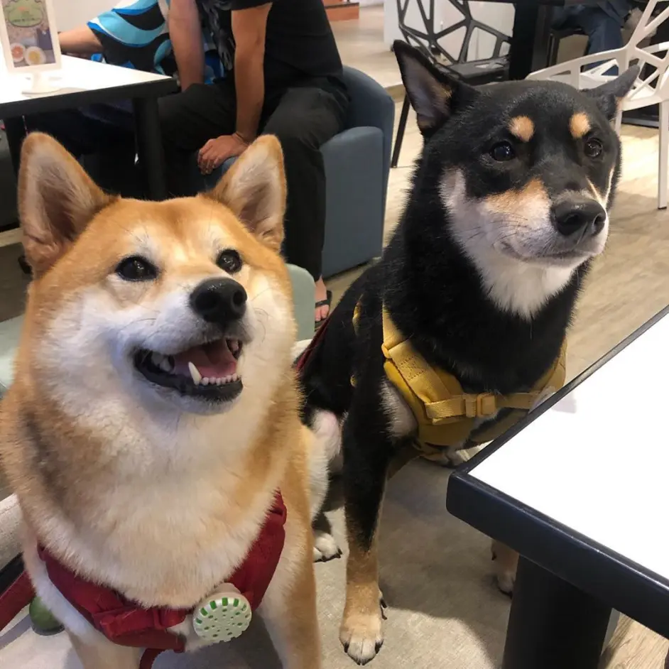 柴犬玩磨牙棒牙掉了怎么办 需要种牙吗 哔哩哔哩