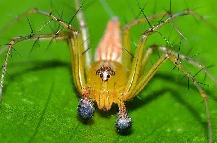 草丛中五颜六色的刺客猫蛛