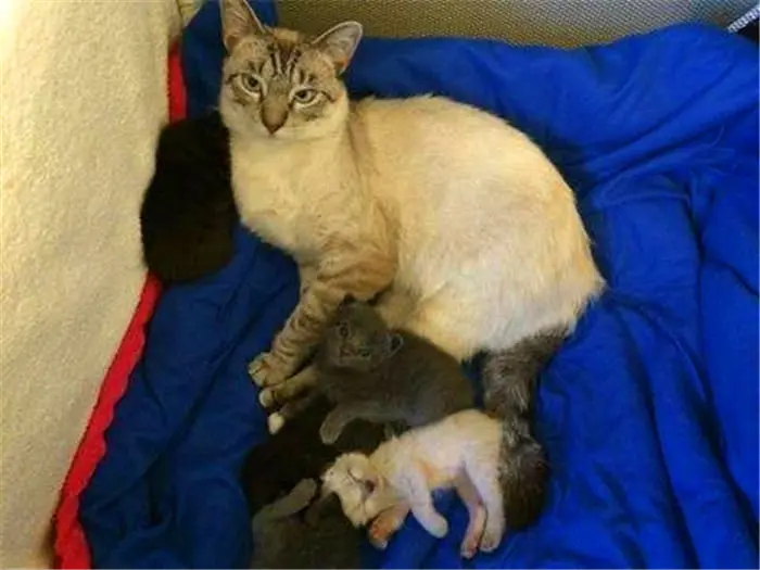 暹罗猫生下小猫，猫爸看到整窝小黑猫，脸都青了！ - 哔哩哔哩