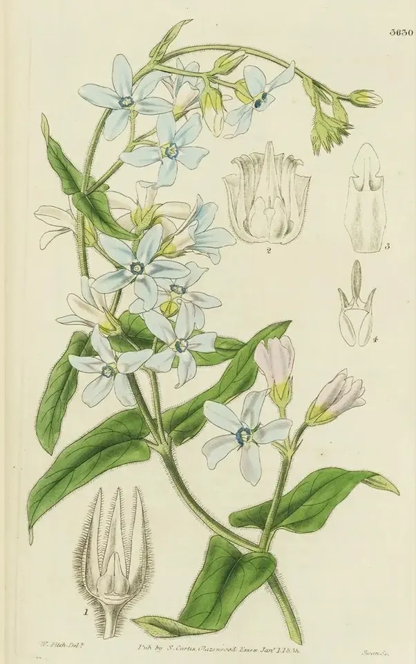 最新入荷 花 庭木病害虫大百科 ラン15種 観葉植物19種ほか 全集 農文協 ラン 観葉 サボテン 多肉植物 シバ 5 経済 Denatours Com 最新入荷 花 庭木病害虫大百科 ラン15種 観葉植物19種ほか 全集 農文協 ラン 観葉 サボテン 多肉植物 シバ 5 経済 Denatours Com