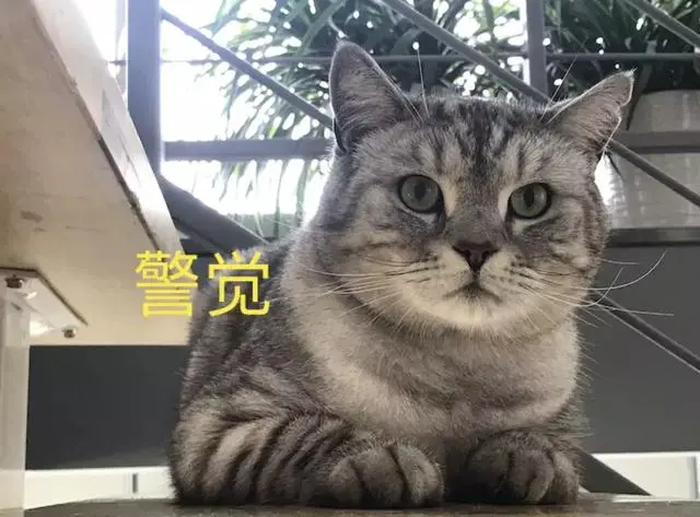 我们一起学猫叫，一起打滚伺候喵喵喵……