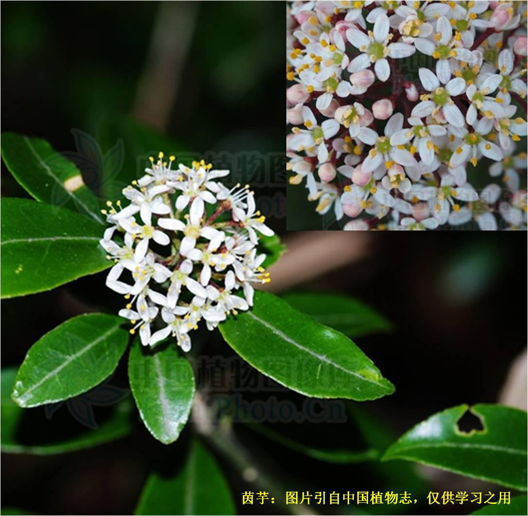 【20200213】茵芋 - 哔哩哔哩