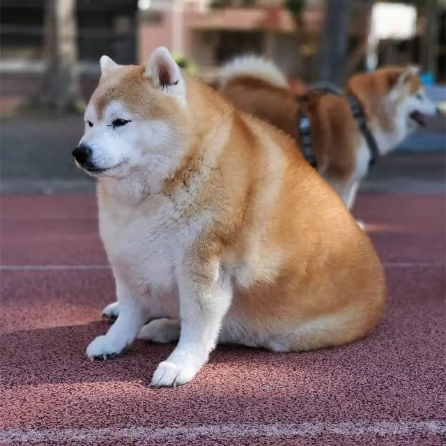 白柴也挺好看的 为什么不能多繁育呢 哔哩哔哩