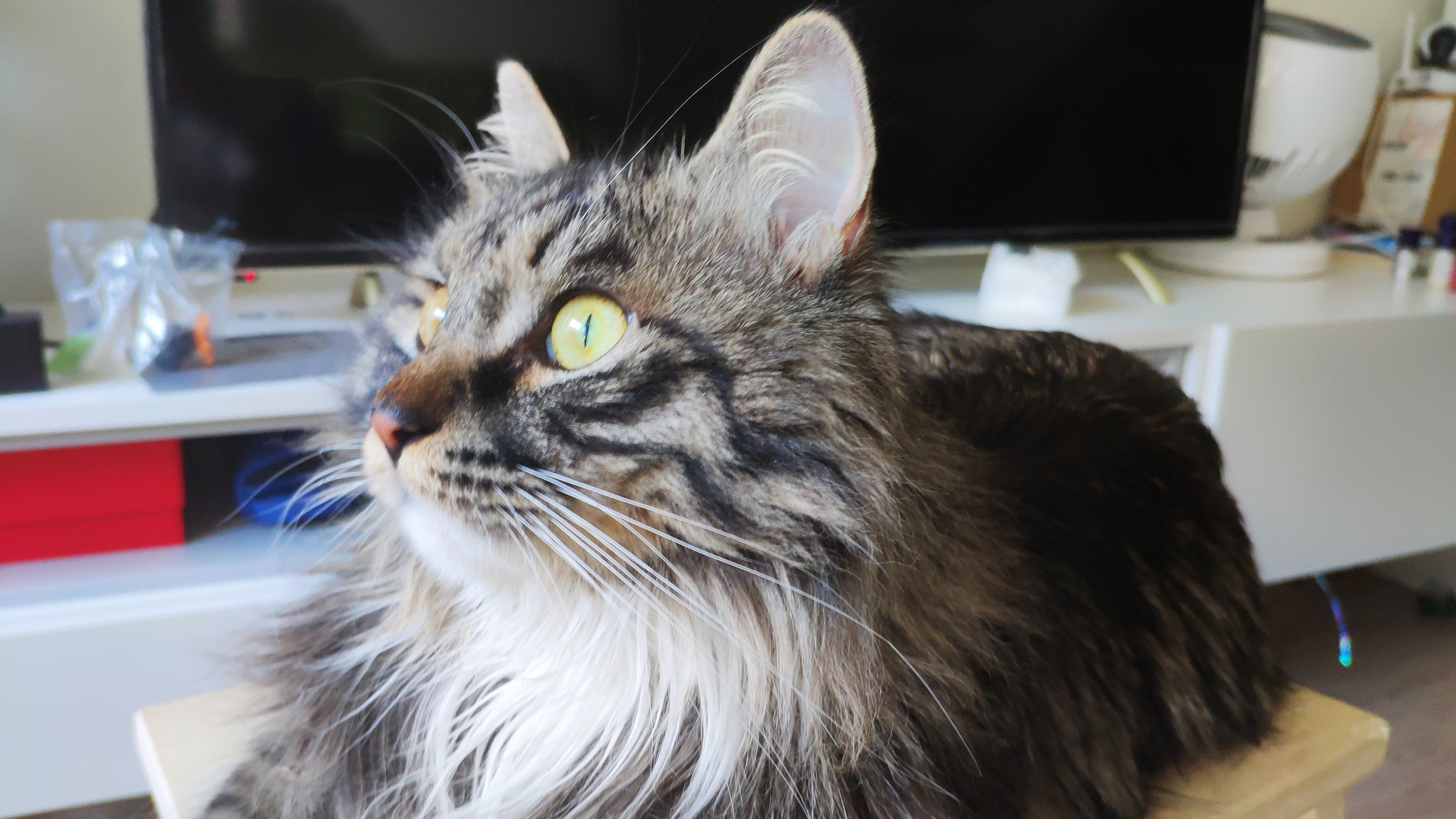 猫咪咬人怎么办?为什么我家猫长大之后反而开