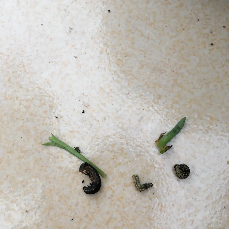 玩转花草 玛格丽特 完全爆盆手册 哔哩哔哩 玩转花草 玛格丽特 完全爆盆手册 哔哩哔哩