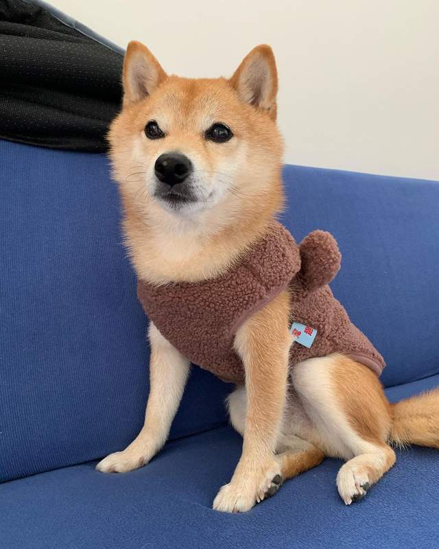 柴犬也有青春期?会叛逆吗?