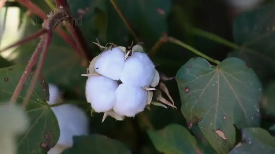 中国棉花价格战打不过国外的原因 哔哩哔哩