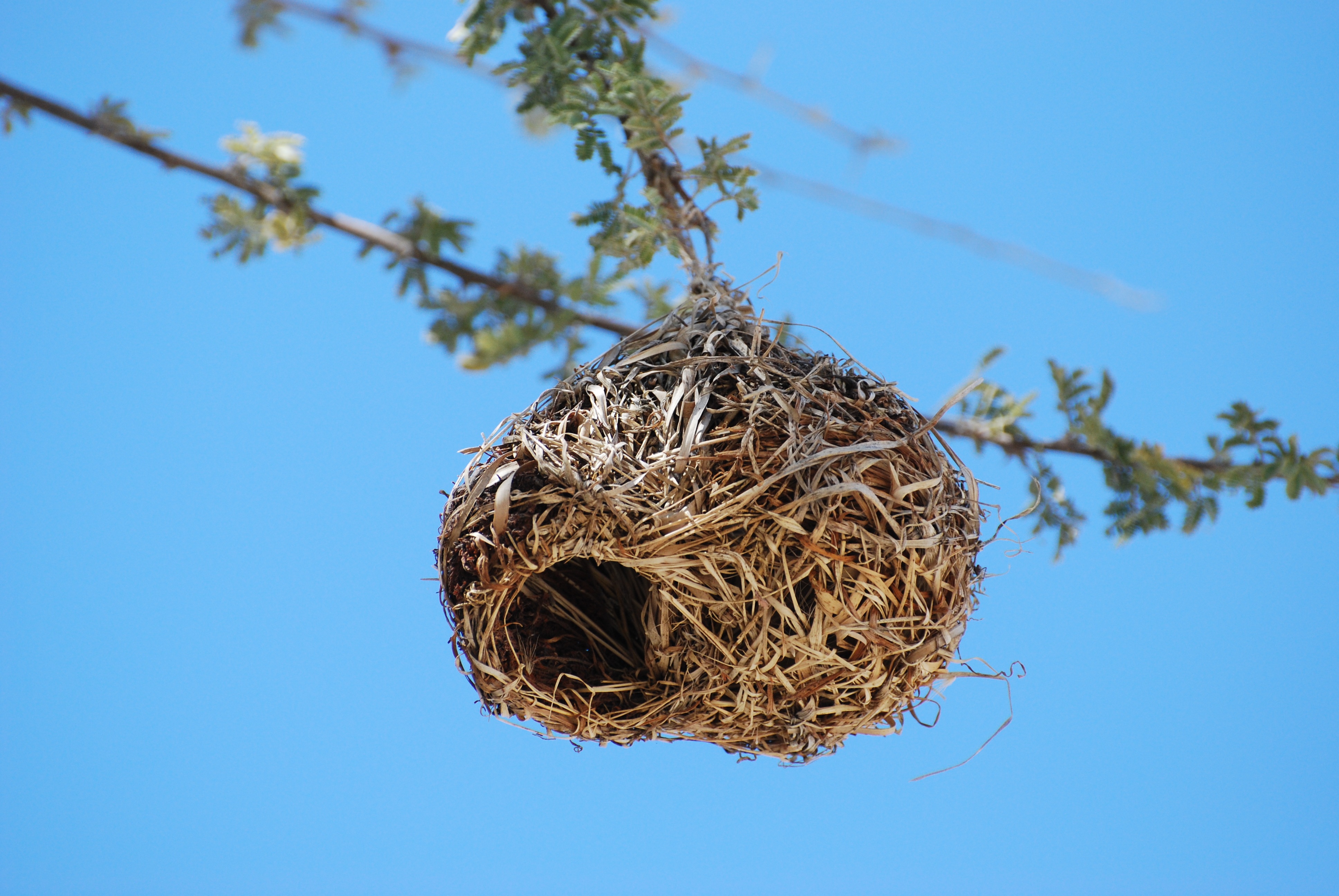 鸟 羽毛 巢 - Pixabay上的免费照片 - Pixabay