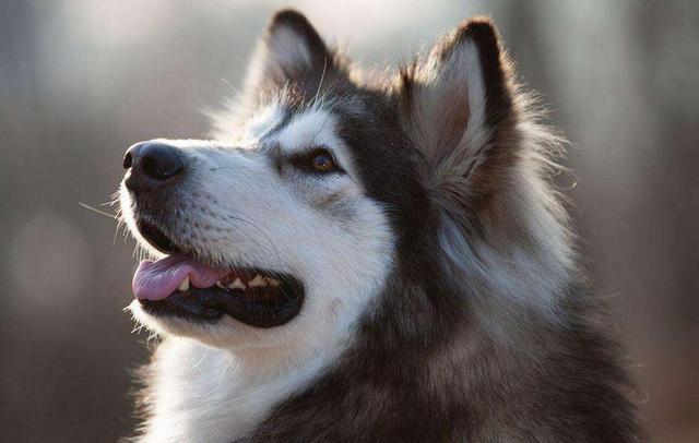 阿拉斯加犬目前最受欢迎的犬种之一,相信不少人都想要饲养它吧,但是在