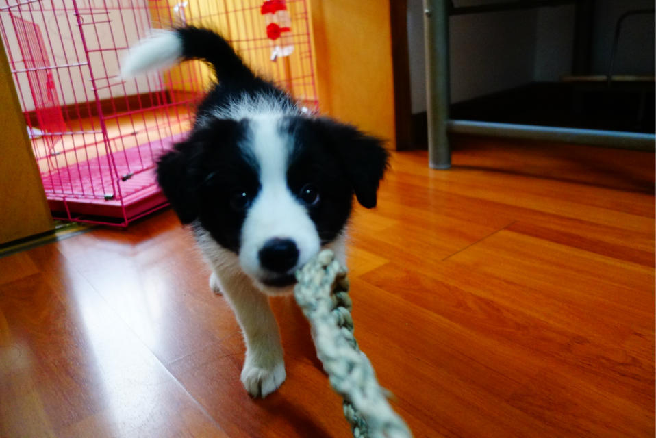 怎样教小狗定点大小便