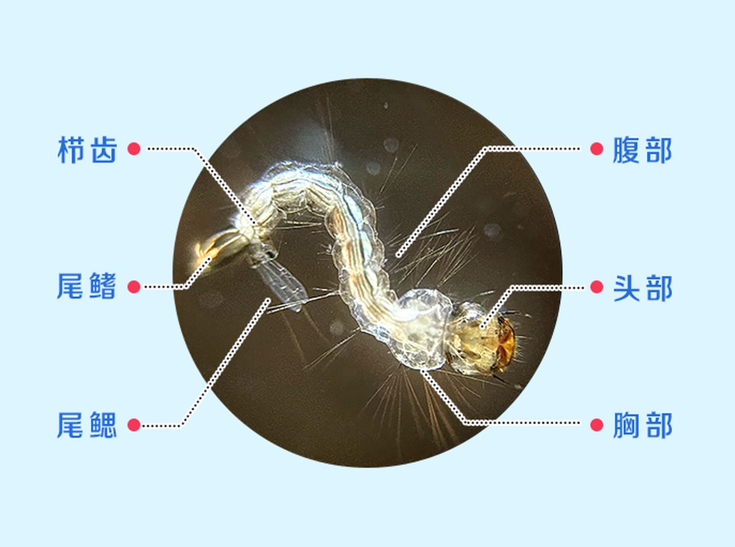 深度剖析蚊子微结构肉眼如何分辨蚊子公母
