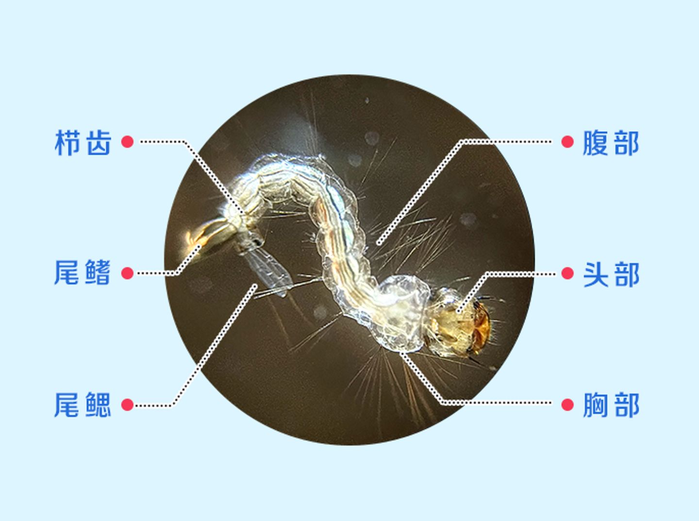 蚊子身体结构示意图图片