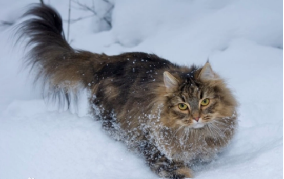 常见的几种宠物猫_常见宠物种类猫品种_常见的宠物猫种类/