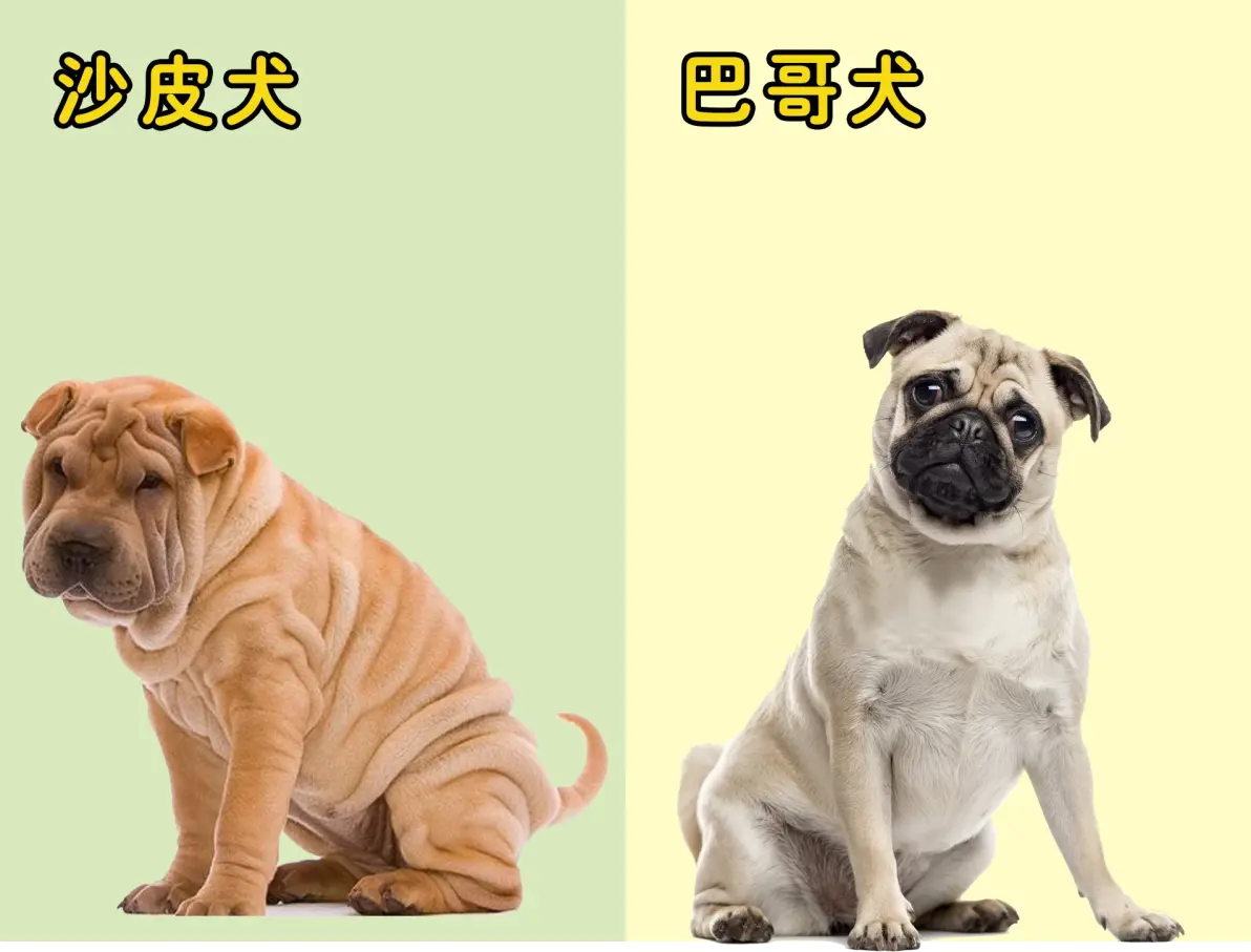 盘点那些撞脸的狗狗