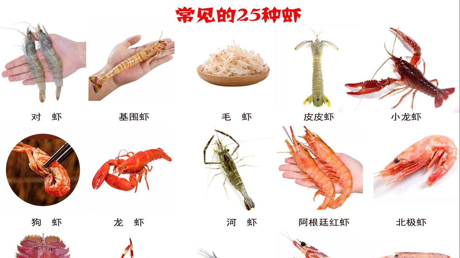 各种虾的种类大全，喜欢虾的吃货们，你认识的有几种？ - 知乎