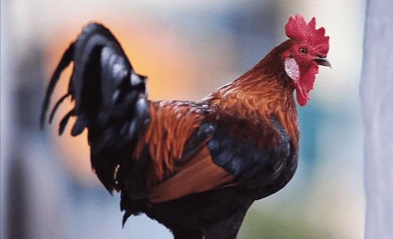 五毒之首的蜈蚣为什么毒不死公鸡?蜈蚣: