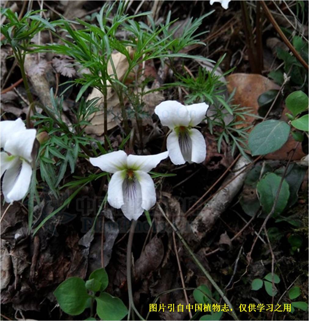 【20200310】南山堇菜