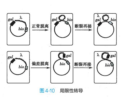从霍乱弧菌了解细菌基因水平转移方式——转导