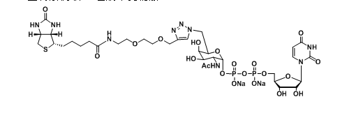 udp-6-biotinyl-galnac 生物素偶联n-乙酰半乳糖胺