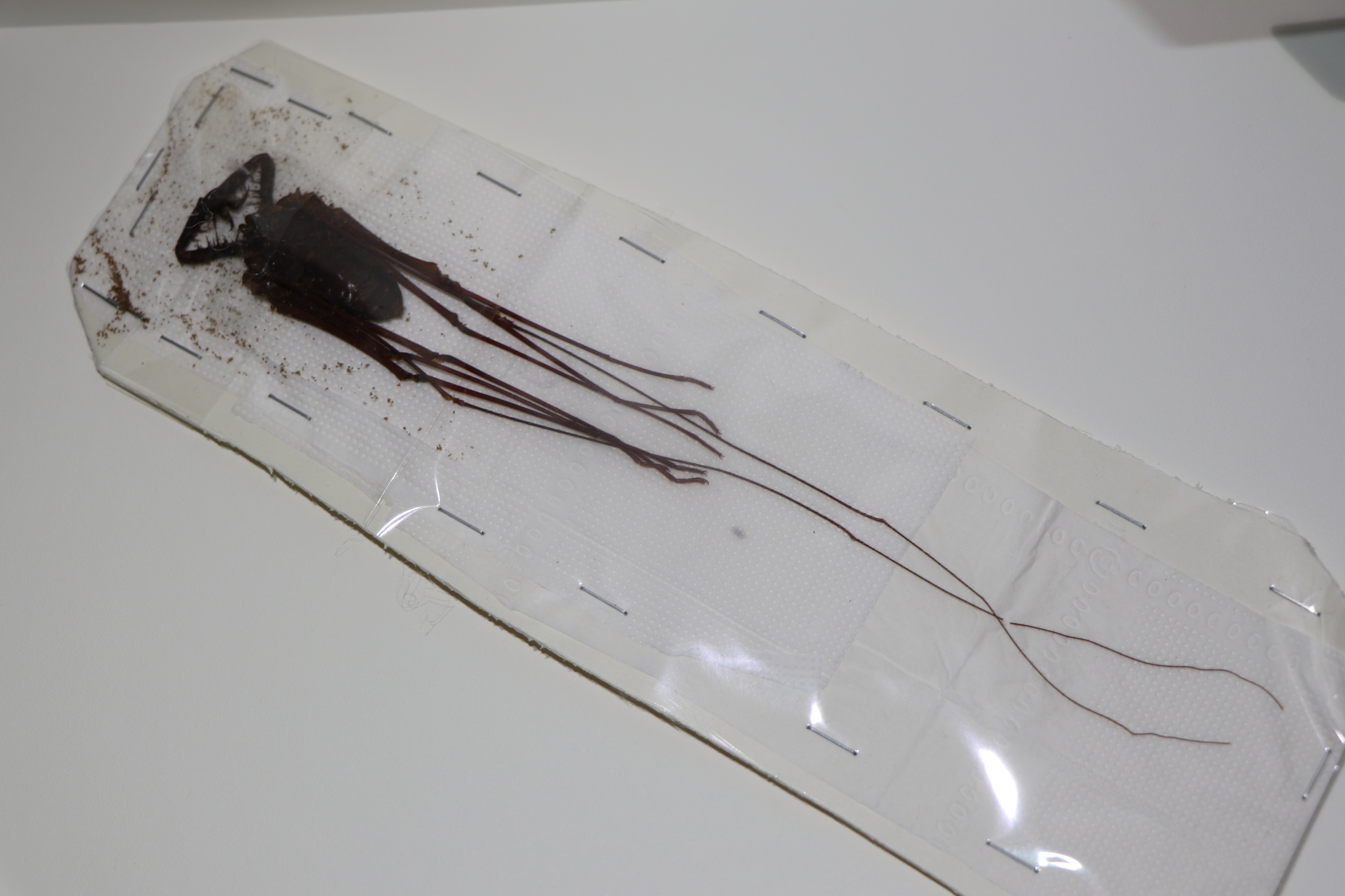 标本制作鞭蝎与鞭蛛观赏标本制作