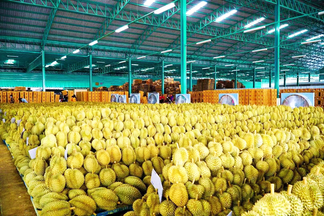 榴莲自由丨个大肉多香甜软糯家乐福泰国水果节金枕榴莲超值特惠