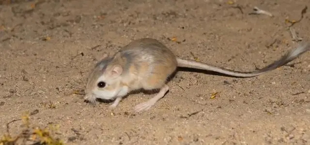 八个会 超能力 的动物 吐火 永生 夜视 声爆 各种动物 哔哩哔哩