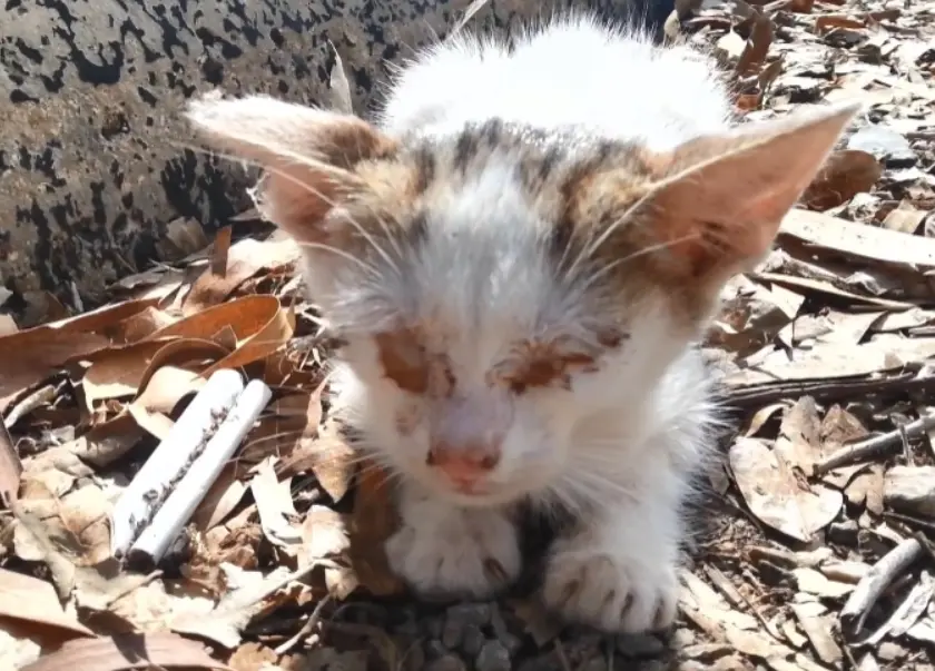 失明 小猫一直在角落徘徊 小伙跟着它绕圈圈 它不知道往哪走 哔哩哔哩